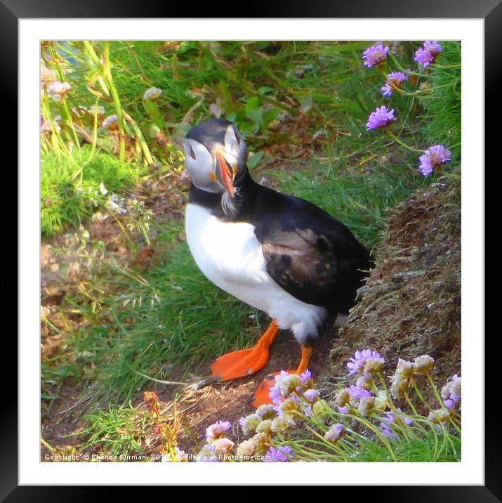 Puffin with sand eels Framed Mounted Print by Rhonda Surman