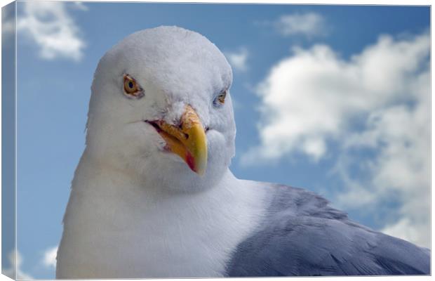 Seagull posing for me Canvas Print by Frank Irwin