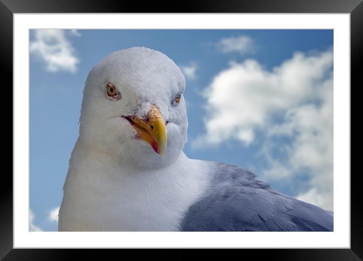Seagull posing for me Framed Mounted Print by Frank Irwin