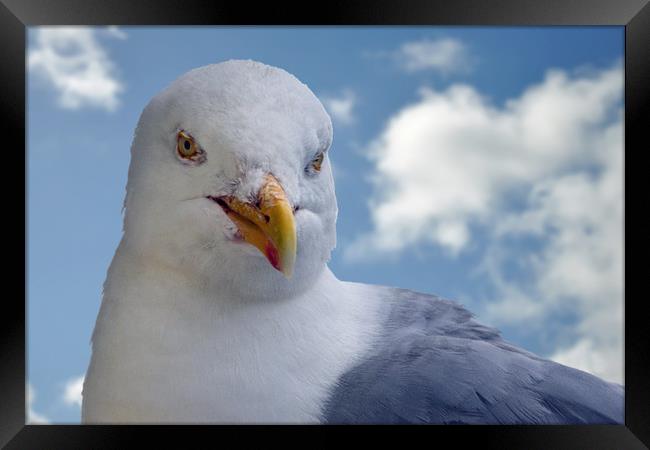 Seagull posing for me Framed Print by Frank Irwin