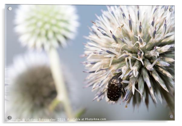 Beetle on a flower Acrylic by Vladimir Sidoropolev