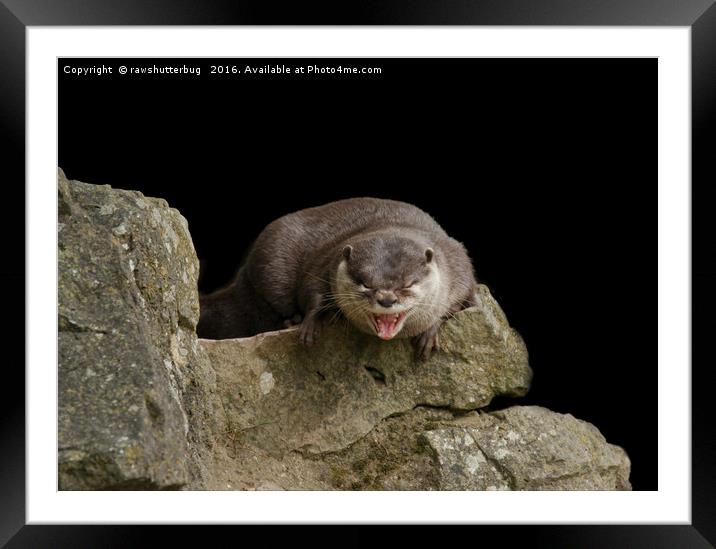 Yawning Otter Framed Mounted Print by rawshutterbug 