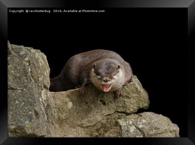 Yawning Otter Framed Print by rawshutterbug 