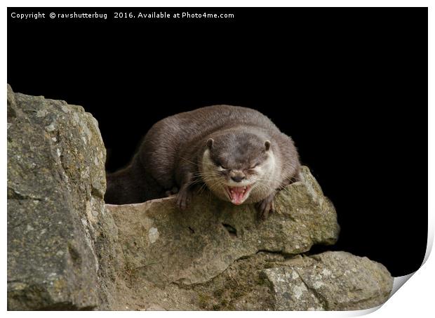 Yawning Otter Print by rawshutterbug 
