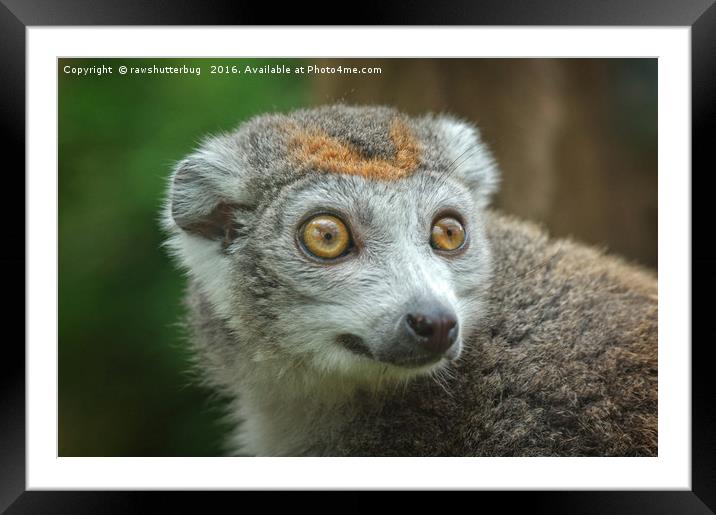 Female Crowned Lemur Framed Mounted Print by rawshutterbug 