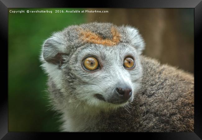 Female Crowned Lemur Framed Print by rawshutterbug 