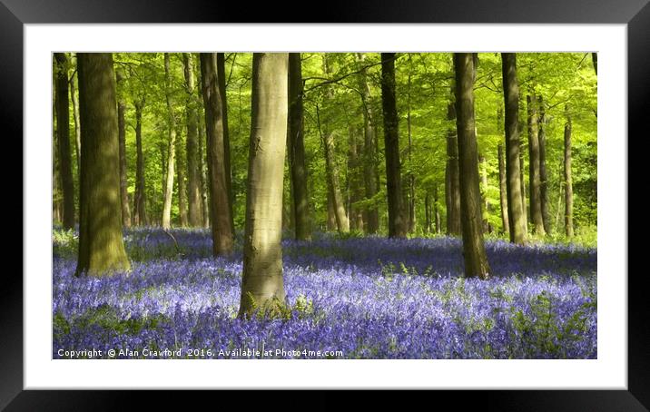 Bluebell Wood Watercolour Framed Mounted Print by Alan Crawford