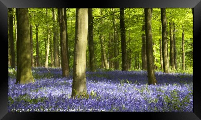 Bluebell Wood Watercolour Framed Print by Alan Crawford