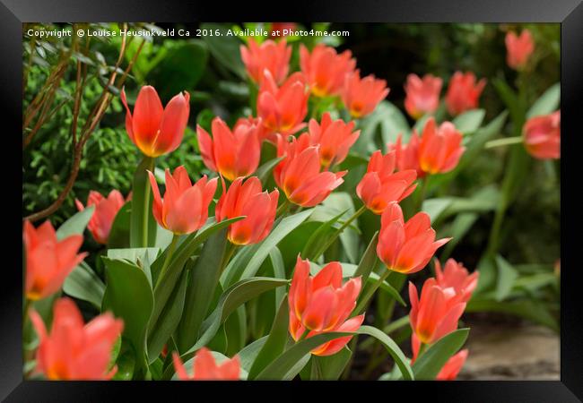 Orange tulips in spring Framed Print by Louise Heusinkveld