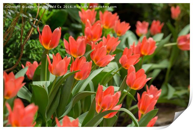 Orange tulips in spring Print by Louise Heusinkveld