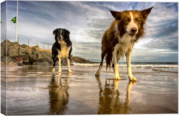 The Collies Canvas Print by Alan Simpson