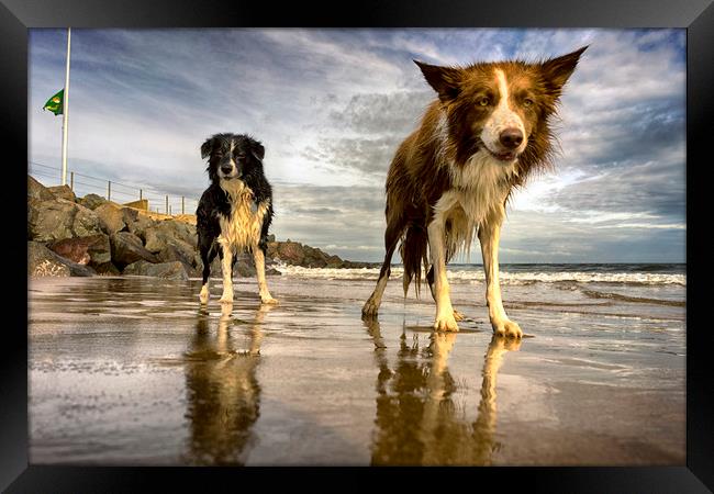 The Collies Framed Print by Alan Simpson
