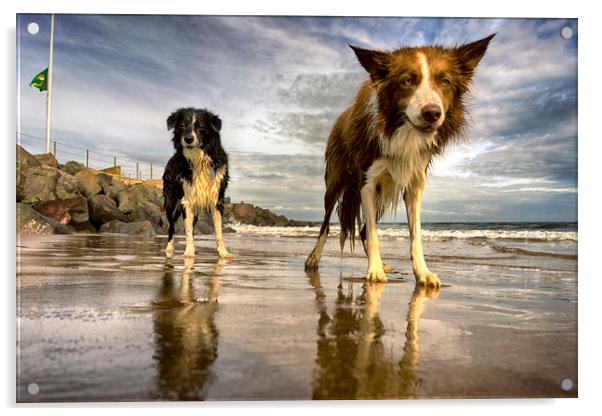 The Collies Acrylic by Alan Simpson