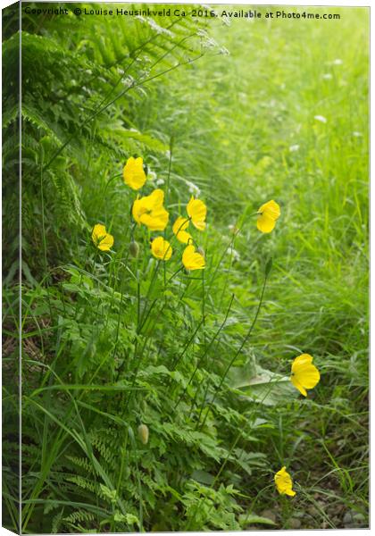 Welsh poppies, Meconopsis cambrica Canvas Print by Louise Heusinkveld