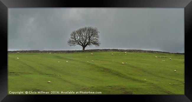 Tree On The Hill Framed Print by Chris Willman