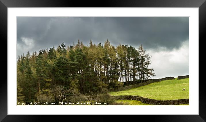Copse of Trees Framed Mounted Print by Chris Willman