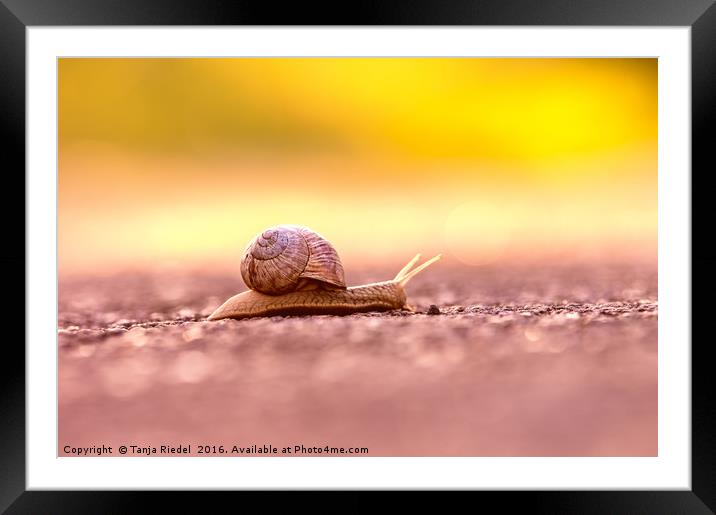 Snail's pace on the road  Framed Mounted Print by Tanja Riedel
