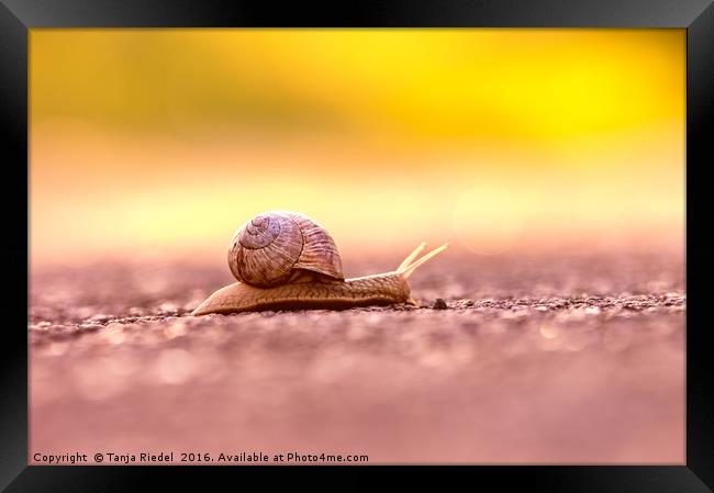 Snail's pace on the road  Framed Print by Tanja Riedel