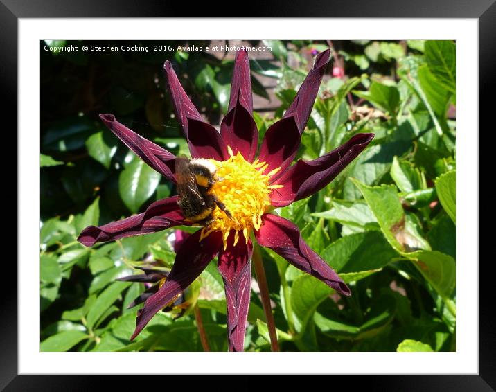 Bumble Bee on Flower Framed Mounted Print by Stephen Cocking