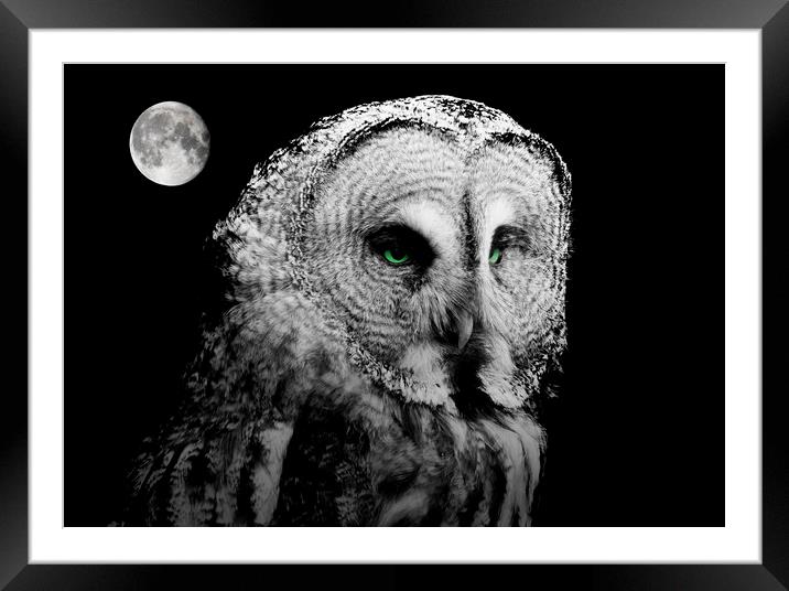 Night Owl Framed Mounted Print by Stephen Ward