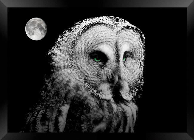 Night Owl Framed Print by Stephen Ward