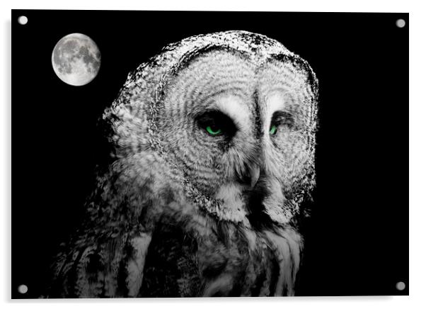 Night Owl Acrylic by Stephen Ward