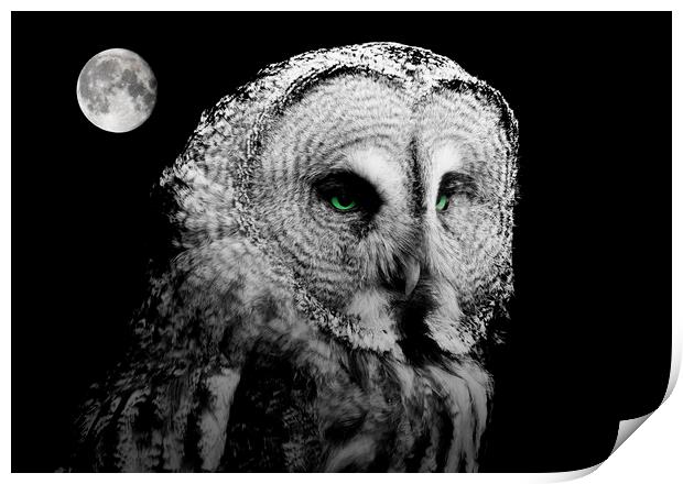 Night Owl Print by Stephen Ward