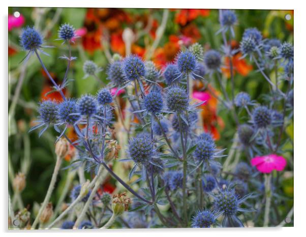 Sea Holly Acrylic by Victor Burnside