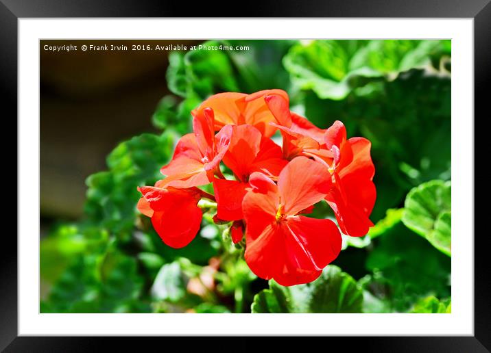 Beautiful Geraniums Framed Mounted Print by Frank Irwin