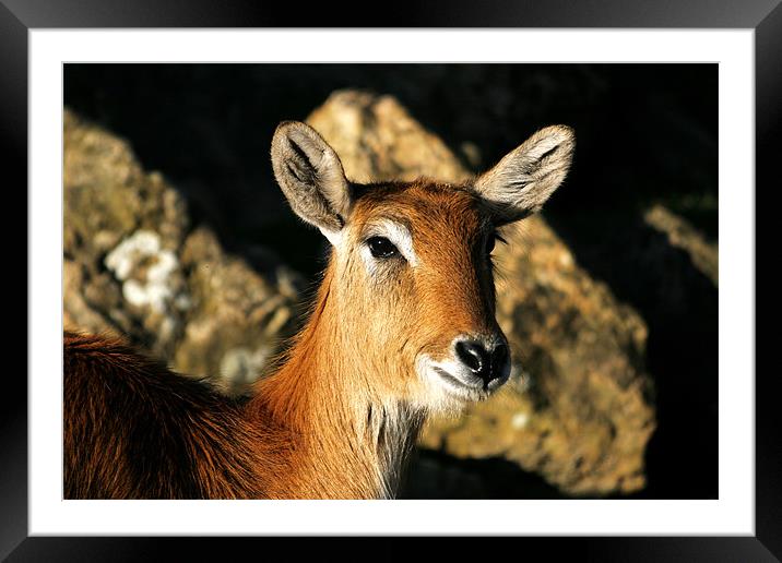 Antelope Framed Mounted Print by Geoff Tydeman