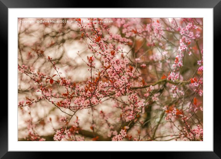 Pink Blossoms Framed Mounted Print by Zahra Majid