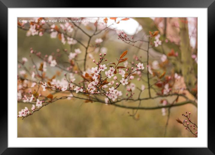 Subtle Pink Blossoms  Framed Mounted Print by Zahra Majid