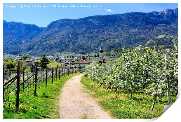 Apple Blossoming Season in South Tyrol             Print by Gisela Scheffbuch
