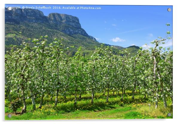 Apple Blossoming Season in South Tyrol  Acrylic by Gisela Scheffbuch
