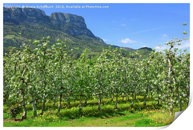Apple Blossoming Season in South Tyrol  Print by Gisela Scheffbuch