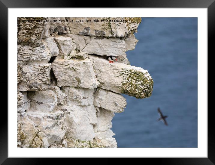 Atlantic puffin on the edge of a chalk cliff Framed Mounted Print by Louise Heusinkveld