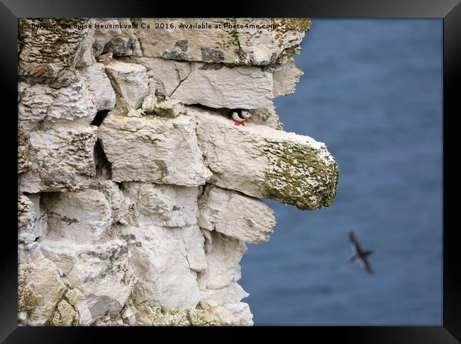 Atlantic puffin on the edge of a chalk cliff Framed Print by Louise Heusinkveld