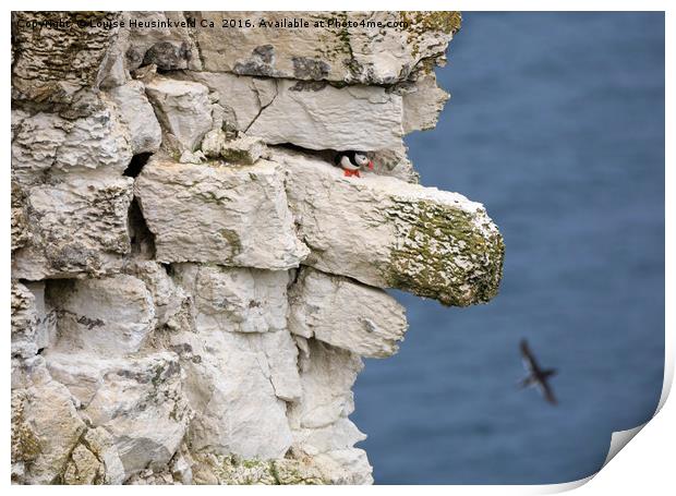 Atlantic puffin on the edge of a chalk cliff Print by Louise Heusinkveld