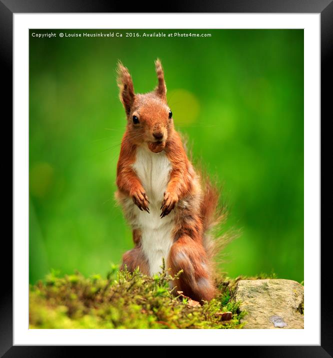 Red Squirrel with a nut Framed Mounted Print by Louise Heusinkveld