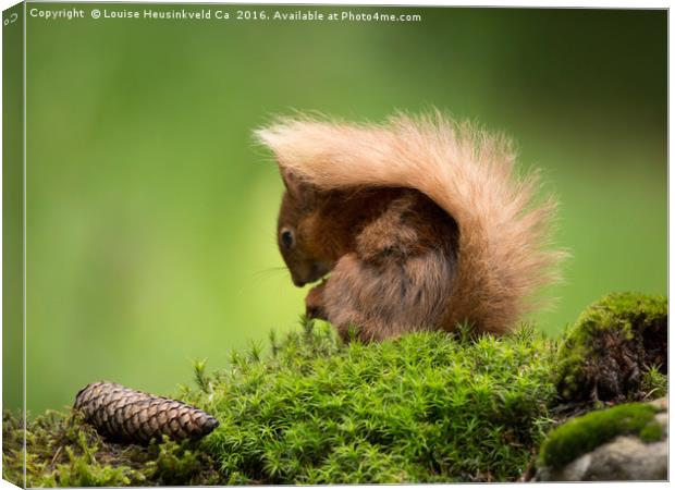 Red Squirrel Canvas Print by Louise Heusinkveld