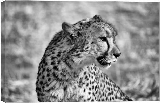 Portrait of a cheetah sitting Canvas Print by Angus McComiskey