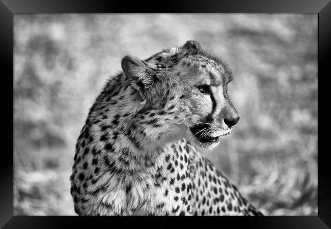 Portrait of a cheetah sitting Framed Print by Angus McComiskey