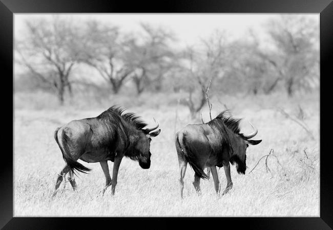Wildebeest disappearing into bush, Namibia Framed Print by Angus McComiskey