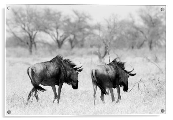 Wildebeest disappearing into bush, Namibia Acrylic by Angus McComiskey