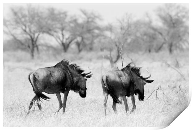 Wildebeest disappearing into bush, Namibia Print by Angus McComiskey