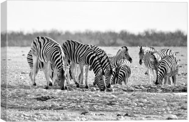 Herd of Burchell's zebra drinking at waterhole Canvas Print by Angus McComiskey