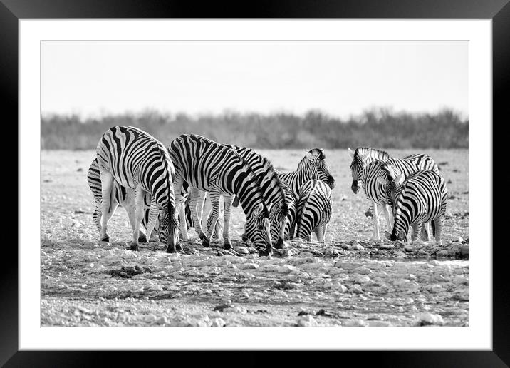 Herd of Burchell's zebra drinking at waterhole Framed Mounted Print by Angus McComiskey