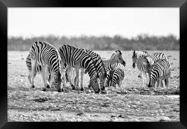 Herd of Burchell's zebra drinking at waterhole Framed Print by Angus McComiskey