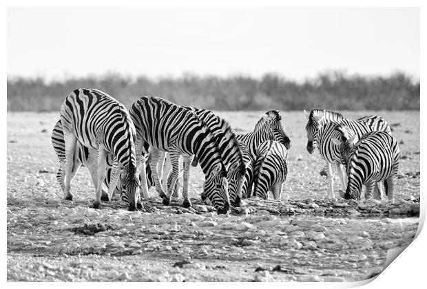 Herd of Burchell's zebra drinking at waterhole Print by Angus McComiskey