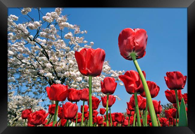 Red Tulips Framed Print by Arterra 